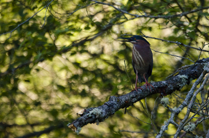 Green Heron